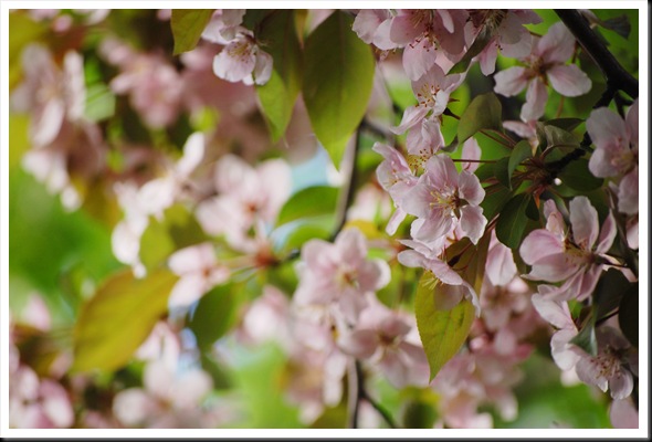 appleblossom4