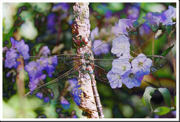 Bluebell Dragonfly