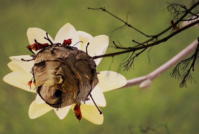 [Magnolia Hornets Nest[4].jpg]