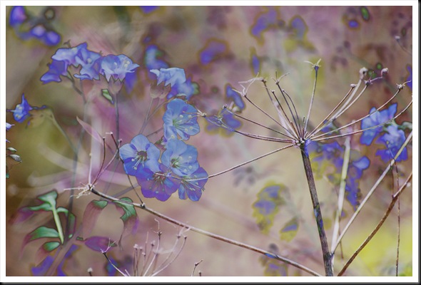 Blue Queen Anne