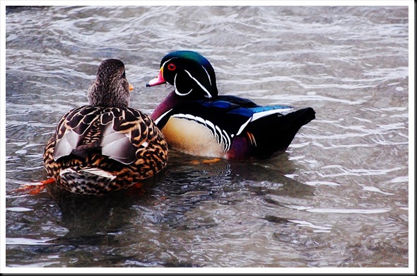 wood duck back2