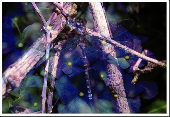 DRAGONFLY HYDRANGEA PURPLE