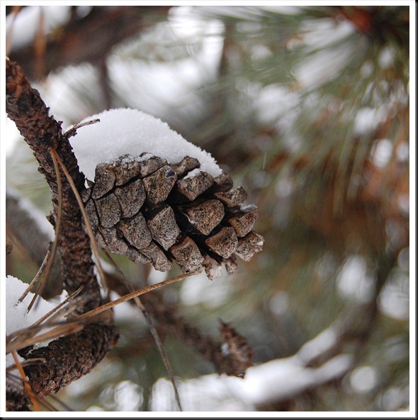 Pine Conesq