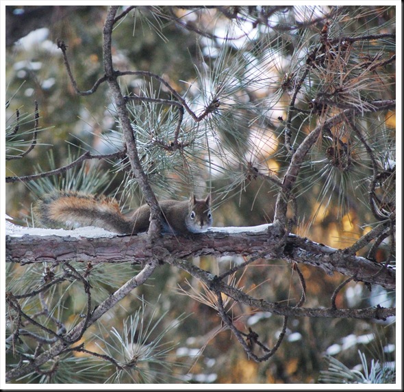 red squirrel sq