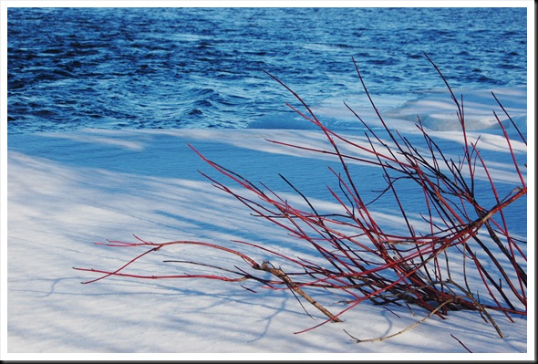 red branches river snow