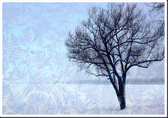 TREE River Frost