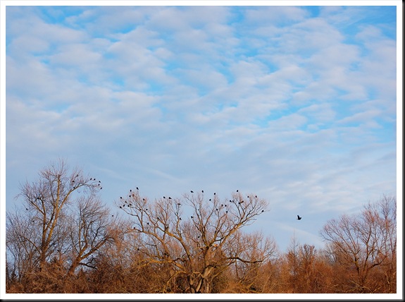 crows sky crows sky
