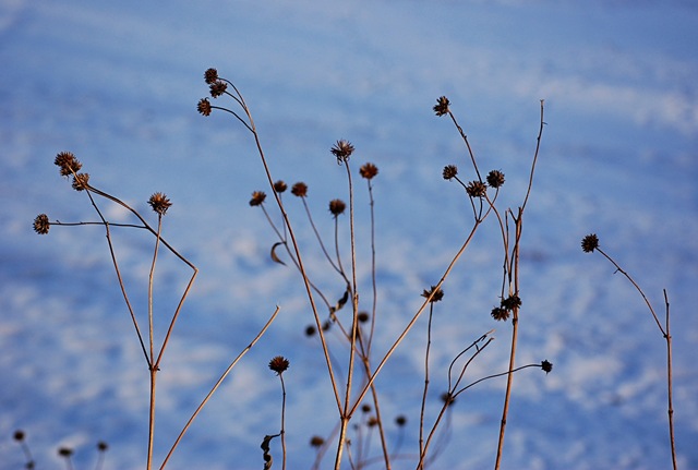 [dried grasses.jpg]
