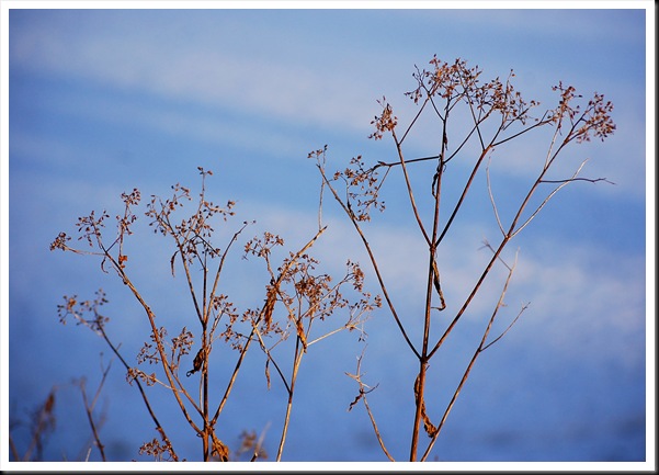dried grass dried grass