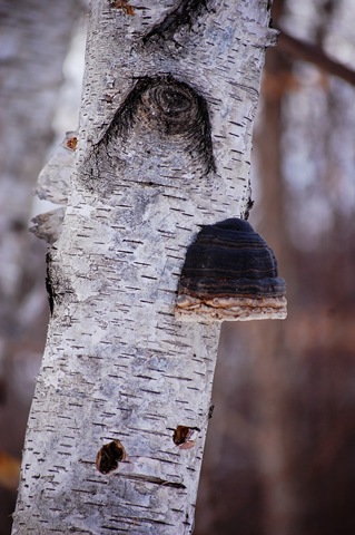[Birch Tree Mushroom[4].jpg]