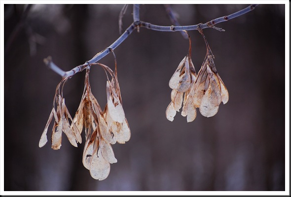 Maple Keys