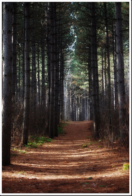pine grove