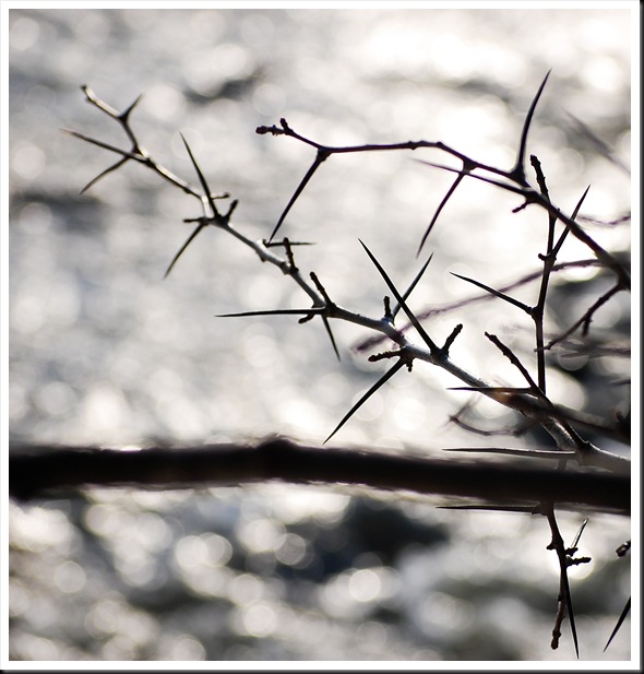 barbed