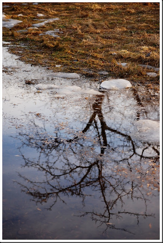 Tree Reflection V