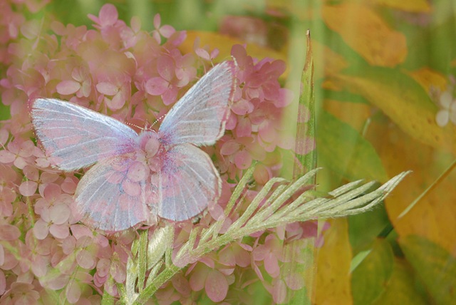 [BUTTERFLIES Silvery Blue and Hydrangeas[4].jpg]