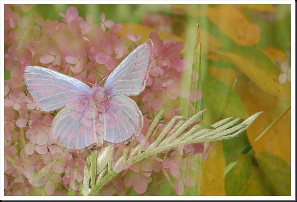 BUTTERFLIES Silvery Blue and Hydrangeas