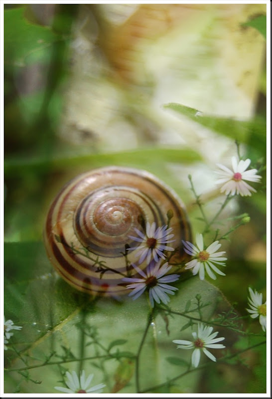 SNAIL and Daisies