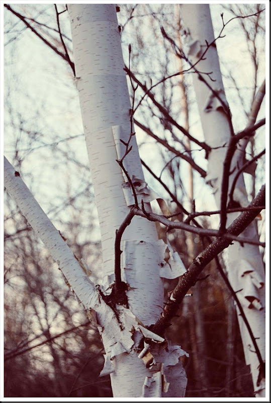 birch 