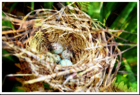 BIRD Nest and Ferns