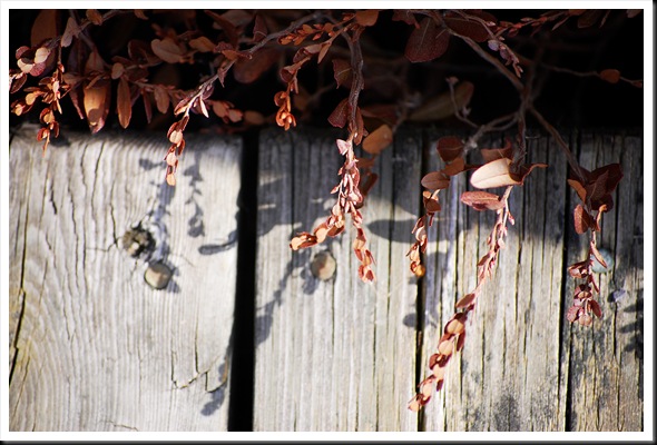 boardwalk leatherleaf