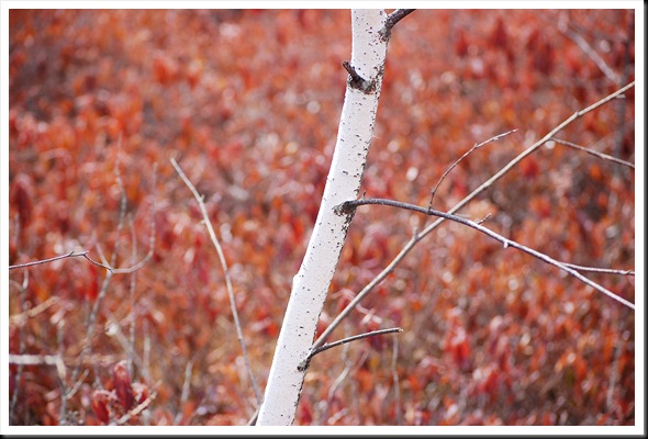 birch pink