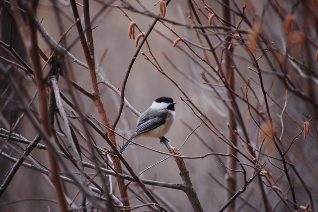 [chickadee4.jpg]