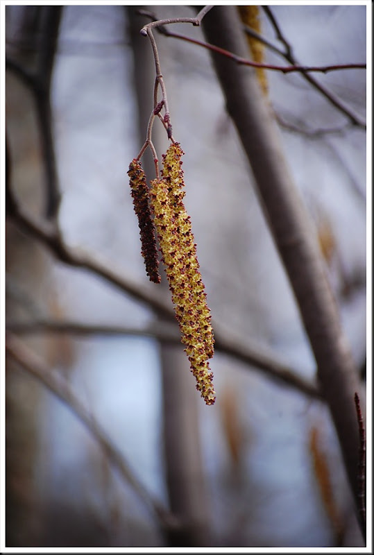 poplar