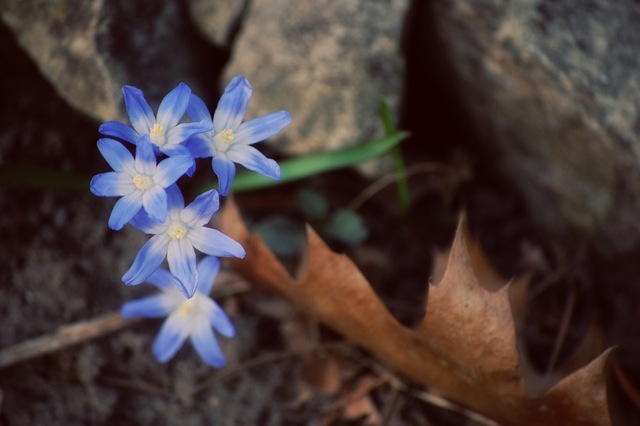 [blue petals[4].jpg]