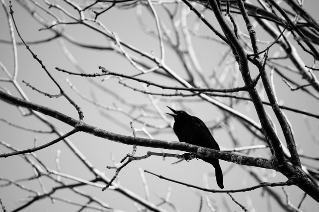 [grackle[4].jpg]