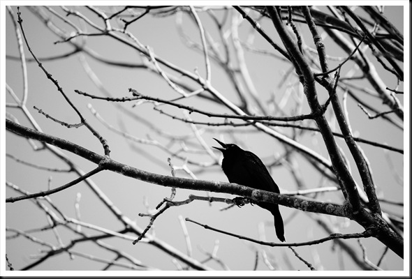 grackle