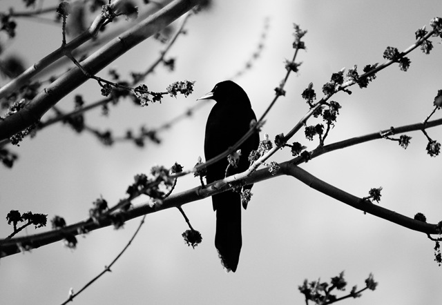 [grackle2[4].jpg]
