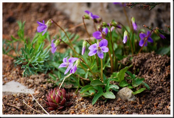 violets2
