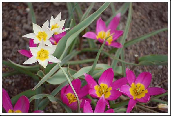 rock tulips