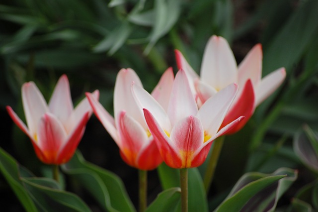 [coral tulips[4].jpg]