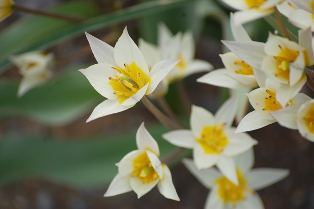 [white rock tulips 2[4].jpg]