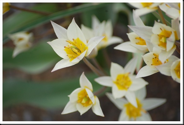 white rock tulips 2