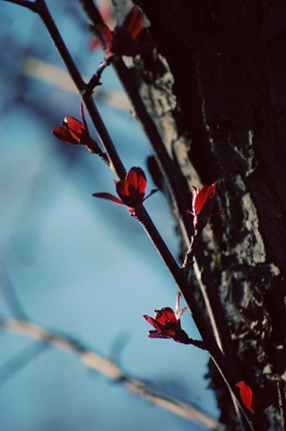 [red leaves blue sky[4].jpg]