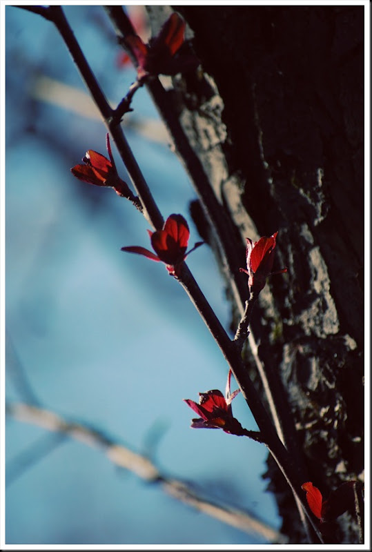 red leaves blue sky