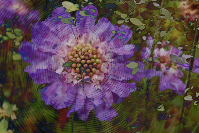 [SPIDER Web and Scabiosa[4].jpg]