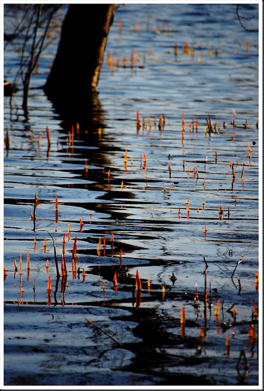 reed tree