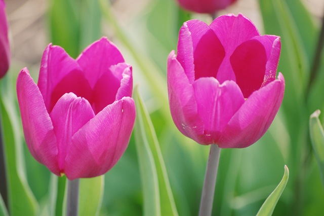 [tulips[4].jpg]