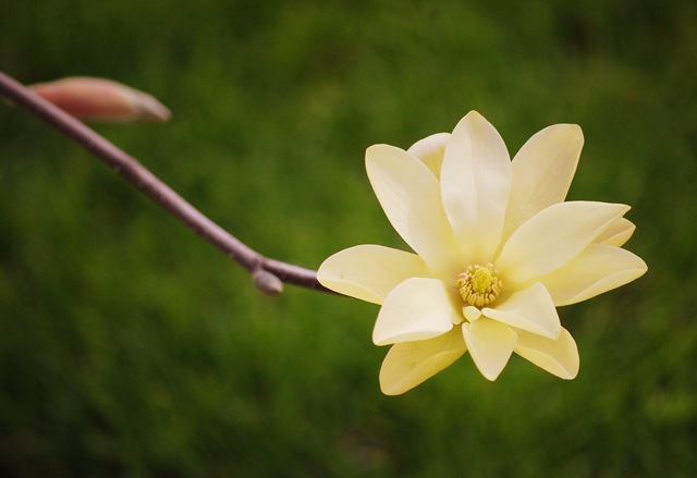 [yellow magnolia[4].jpg]