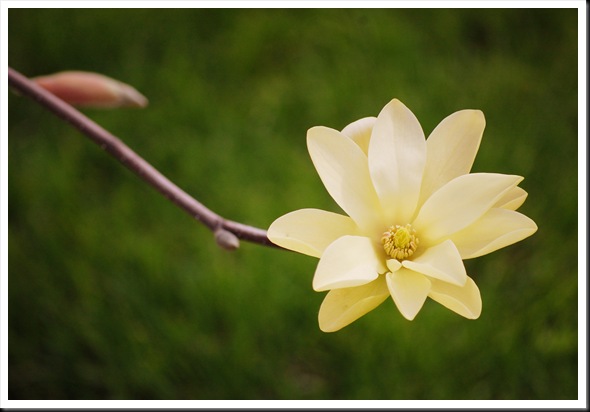 ~yellow magnolia~ 