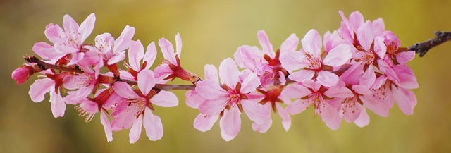 [pink blossom yellow forsythia[4].jpg]