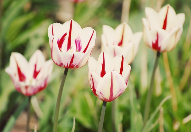 [striped tulips[4].jpg]
