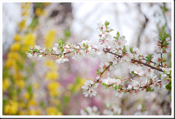 white blossom yellow forsythia2