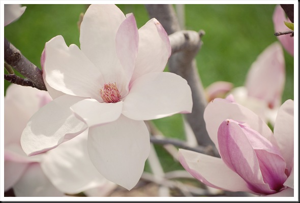 Magnolia 1