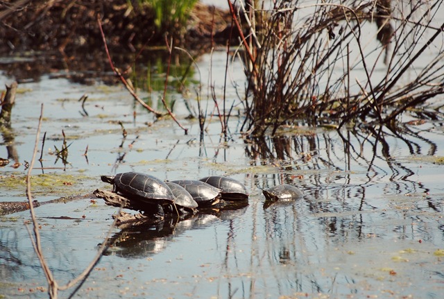[Painted Turtles[4].jpg]