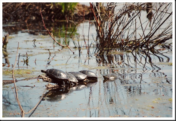 Painted Turtles
