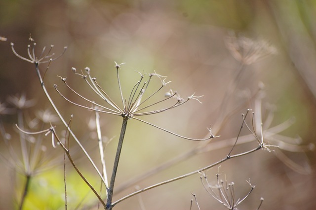 [Queen Anne's Lace[4].jpg]